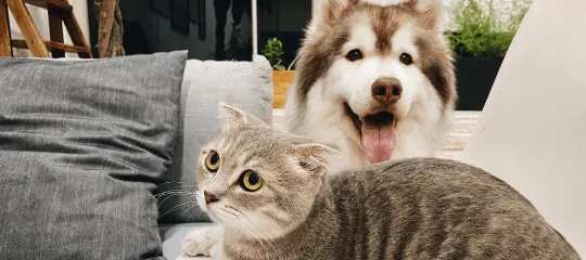 ペット相談可能